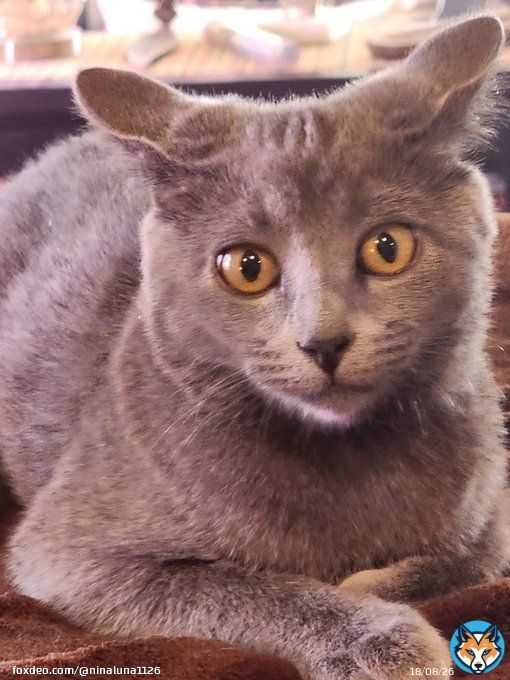 Rue's face as I dance to SexyBack  the ears LMAO  I dance/sing when I am cooking... I feel attacked by that face