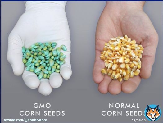 These pesticides, particularly glyphosate, were effective. Too effective, sometimes damaging crops  So what did Monsanto do? They started developing pesticide-resistant crops to increase RoundUp sales & have more control over the agricultural industry