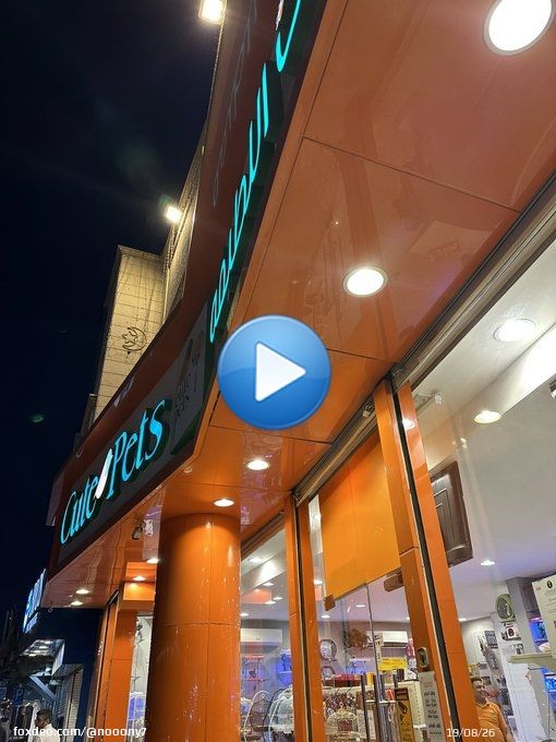 قطة شيرازي مرميه بالشارع مسكينه شكلها مريضه لانها تكح تحتاج انقاذ وبيت يأويها ، انا ما عندي القدر اخذها معي  ، مكانها بالرياض ، عند محل الحيوانات اللطيفة  الي على شارع الملك عبدالله ، حط القدس #تبنى_لا_تشتري @RiyadhShelter #يوم_العلم #الحارس_الملائكي@karbashapet @RiyadhCats