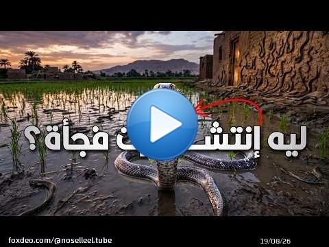 ليه التعابين والأفاعي إنتشرت فجأة في مصر؟