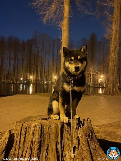 夕散歩暖かいくらいの散歩日和さいたま市は春の感じです切り株狛犬座りでご挨拶お疲れ様でしたー#柴犬のいる暮らし #柴犬 #shibainu #黒柴 #柴犬のいる幸せ #柴犬を崇めよ #グルメ #絶景 #幻想 #別所沼公園