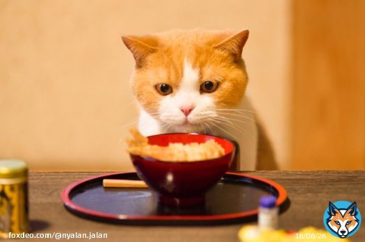 もう食べていいかにゃ&hellip;？  #大晦日 #年越しそば #にゃらん #じゃらん