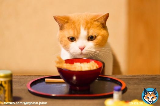 もう食べていいかにゃ&hellip;？  #大晦日 #年越しそば #にゃらん #じゃらん