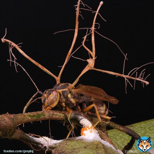 If you're a character in Joel and Ellie's world of @TheLastOfUsHBO, you might have fungus on your mind lately. But could the fungi in the show, based on the real-life genus Ophiocordyceps, really make the leap to humans?    Find out with @joaofungo: