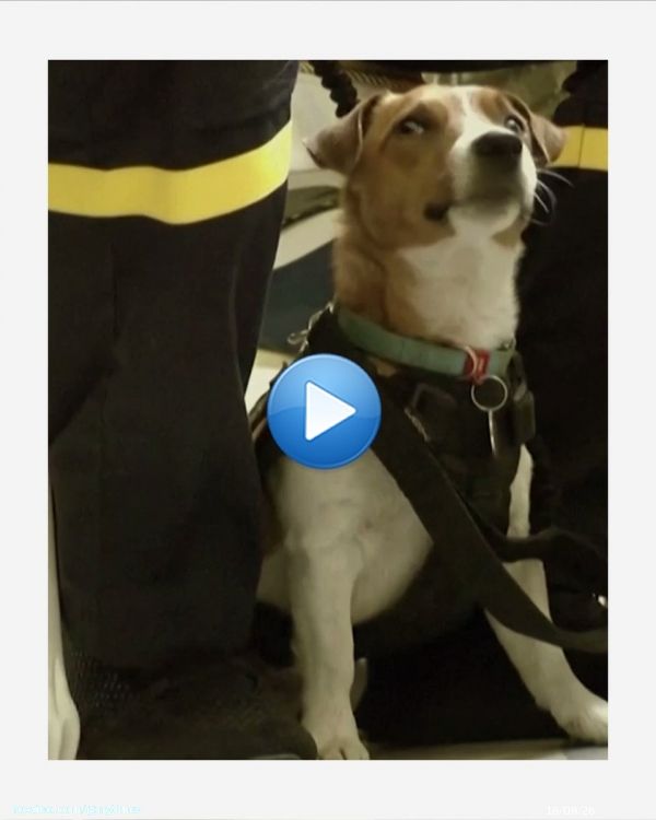 President Volodymyr Zelensky honored the bomb-sniffing dog Patron on Sunday. The dog, whose name means 'ammo' in Ukrainian, helps sniff out Russian mines and explosives in the northeastern city of Chernihiv, Ukraine.