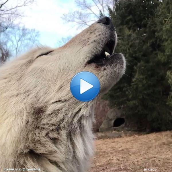 SING IT OUT!