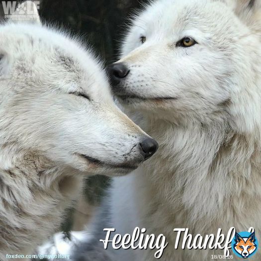 From our family to yours, Happy #Thanksgiving.
