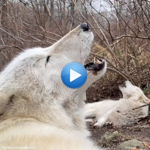 It's #GivingTuesday - double your support for the WCC + wolves! Donate    Thanks to a generous donor, all donations received today (Nov. 29) will be matched up to $50,000!
