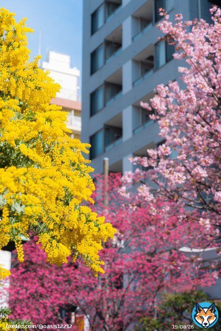 ミモザ、寒緋桜、河津桜の三色ハーモニー  #国際女性デー #ミモザの日