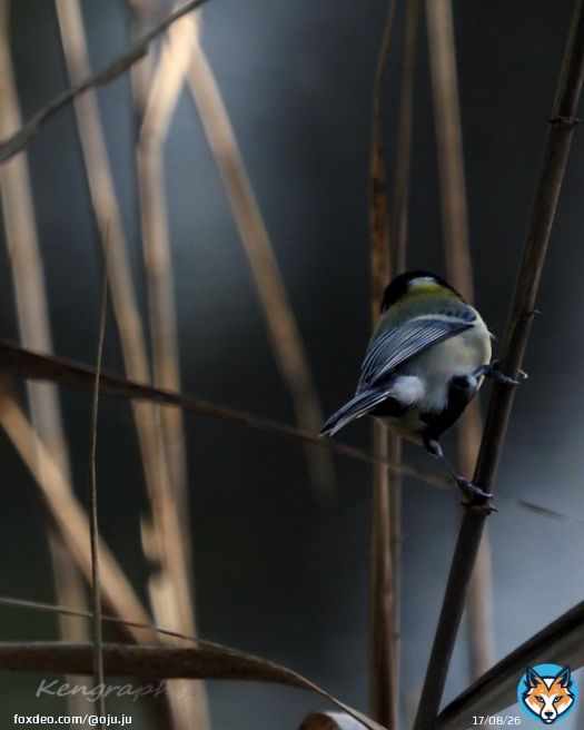 「自分も探鳥頑張らないとな・・( ＾&omega;＾)」って思うんだけど、カメラを忘れてカメラバッグがカラだと物凄く身軽で調子が良い・・( ＾&omega;＾) #野鳥撮影 | #ケツ曜日 | #OLYMPUS