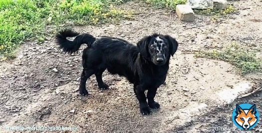 This is a dog from a village near Izyum, Kharkiv region. Russian soldiers burned a V sign on its forehead during their occupation of this part of Ukraine. There's a cult of violence in Russia and they don't spare neither humans nor animals.  Photo anand story via @Anna_Babinets
