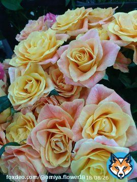 本日は敬老の日です  感謝の気持ちをお花に込めて  いつもありがとう