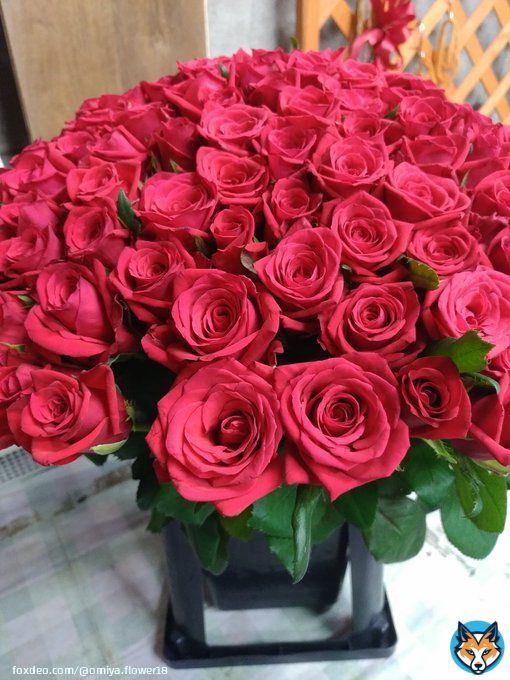 花束はお花業界に関わる沢山の人達の想いと思いが詰まっています。  花束贈呈で花束を投げ捨てる行為は、見ていて残念でした。  試合は素晴らしかったです。  #RIZIN38  朝倉未来vsメイウェザー