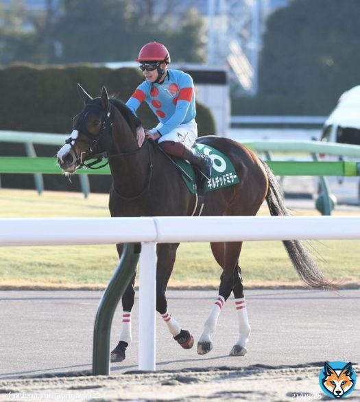 【根岸Ｓ】ギルデッドミラー前走の再現ならず２着　三浦「勝ち切れずに申し訳ありません」(サンケイスポーツ) 根岸の調整はお釣り残し。距離が伸びるフェブラリーにどれだけ渾身の仕上げを松永幹厩舎が施せるか。 後は、鞍上の技に期待。 #ギルデッドミラー