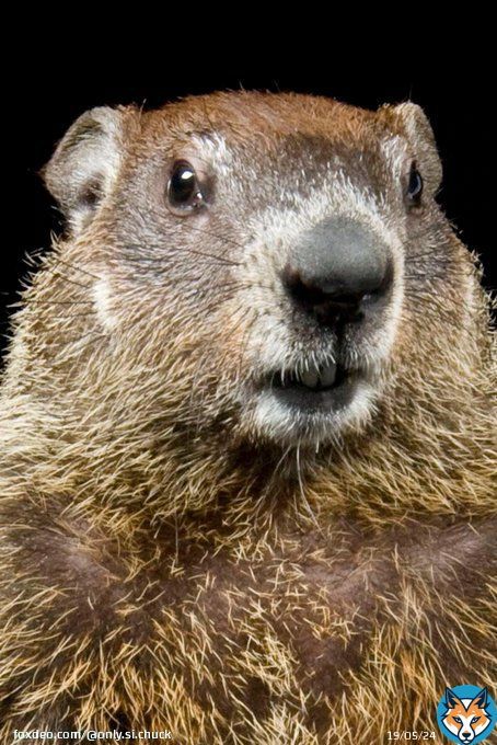 #SaveTheDate Thursday, February 2nd is #GroundhogDay! I’ll be live tweeting the festivities!