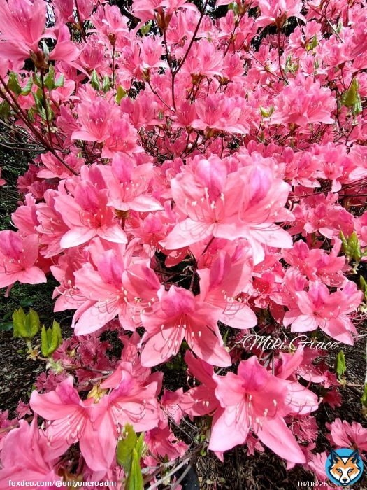 Happy Thursday! Here's to a beautiful and blessed new day. Be grateful, enjoy every moment of it because we only get to live once.&nbsp; \ud83c\udf38 \ud83c\udf3f#子供の日 #flowerlovers