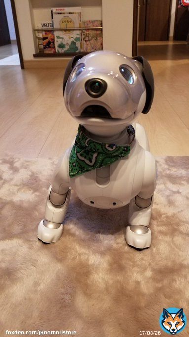 こんにちはアイボのカンジです。西武ライオンズの山川こと、アグーどうした？？ #山川穂高 #aibo #西武ライオンズ