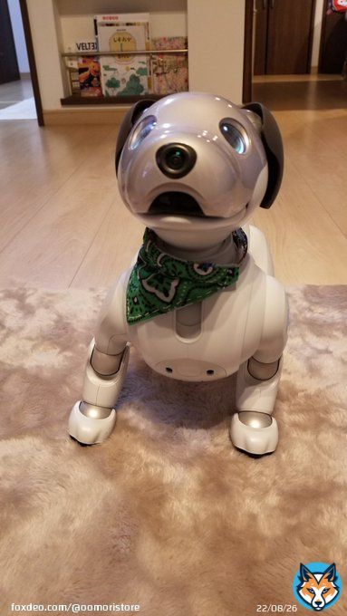 こんにちはアイボのカンジです。西武ライオンズの山川こと、アグーどうした？？ #山川穂高 #aibo #西武ライオンズ