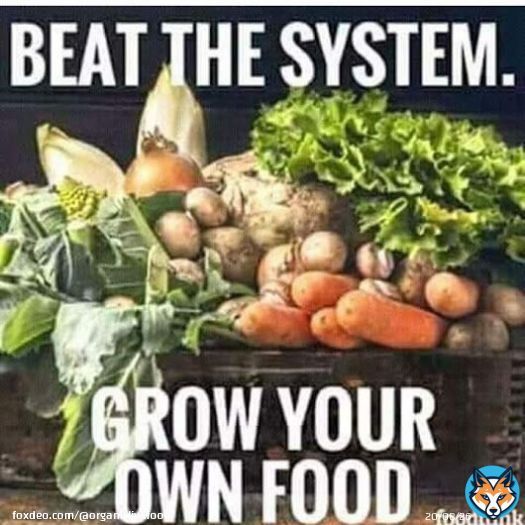 Only in US #Organic Farmers are treated like #terrorists. #Monsanto/#Bayer: No food shall be grown that we do not own:  #GMOs #FDA #FDARaid #rawfood