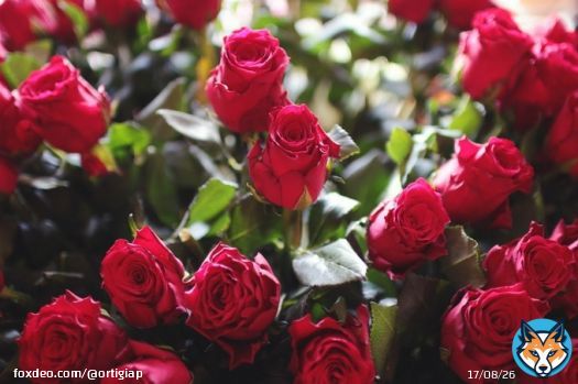 BUONGIORNO A TUTTI     oggi rose  che rappresentano il lavoro umile faticoso di tanti operatori a Sanremo...lavoro distrutto da un violento demente..pessimo esempio per i giovani che al primo impedimento sfoga una violenza inaudita. Poi ci stupiamo delle risse e i vandalismi