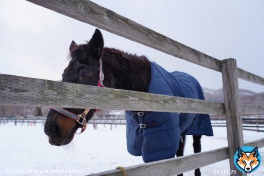 「北海道まで来たし1時間走ったら本物のチケゾーに会えるらしいよ?行ってみない?」 「ちょい無茶な旅程だけどやっぱりチケゾーの放牧みたいよね」 「AERUのツアーで育成牧場行けるらしいよ!チケゾーの放牧見たあと行こ!」 …彼なくしては全て始まりませんでした。心よりご冥福をお祈りいたします。