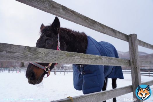 「北海道まで来たし1時間走ったら本物のチケゾーに会えるらしいよ？行ってみない？」 「ちょい無茶な旅程だけどやっぱりチケゾーの放牧みたいよね」 「AERUのツアーで育成牧場行けるらしいよ！チケゾーの放牧見たあと行こ！」 &hellip;彼なくしては全て始まりませんでした。心よりご冥福をお祈りいたします。