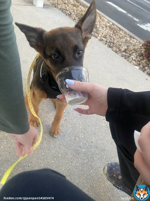 @dog_ratesI present Nova. She was such a good puppy. SO good even, the guy at Dairy Queen gave her ice cream on free cone day :) she was a VERY good tater tot