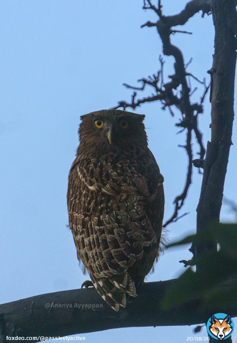 Brown Fish Owl  Pic taken by my daughter-Ananya. Loc: Ranthambore #IndiAves #BBCWildlifePOTD #ThePhotoHour #SonyAlpha #natgeoindia