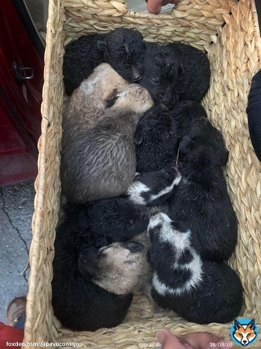 Perritos rescatados en adopci&oacute;n responsable #CUU