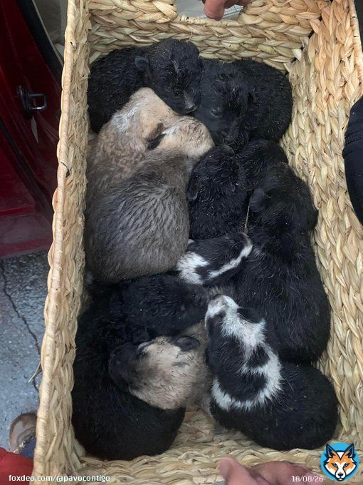 Perritos rescatados en adopci&oacute;n responsable #CUU