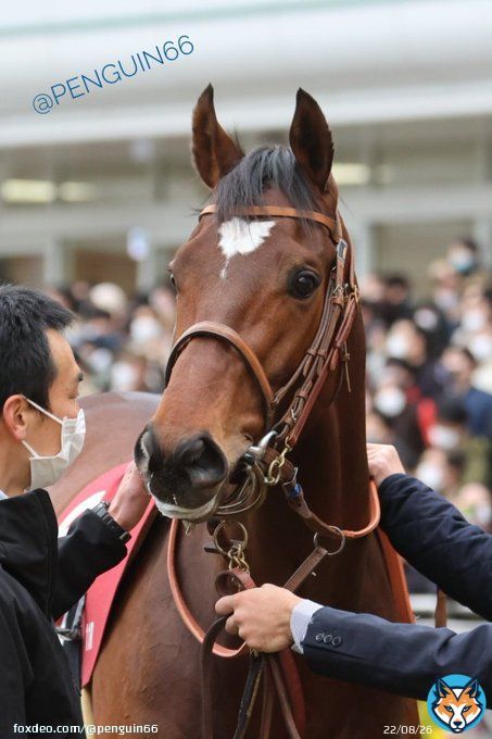 「えっ、今日レースなんですか？」と言ってるキョトン顔の #タスティエーラ 20230305中山11R 弥生賞