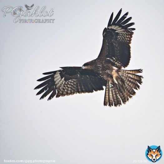 Black kite fishing & drying  #IndiAves #birdphotography #birding #BirdsSeenIn2023 #BBCWildlifePOTD #birdwatching  #BirdsPhotography #ThePhotoHour #NaturePhotography #natgeowild #wildlifephotography #TwitterNatureCommunity #birds #ThePhotoMode #BirdsOfTwitter #nikonphotography