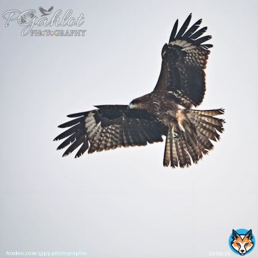 Black kite fishing & drying  #IndiAves #birdphotography #birding #BirdsSeenIn2023 #BBCWildlifePOTD #birdwatching  #BirdsPhotography #ThePhotoHour #NaturePhotography #natgeowild #wildlifephotography #TwitterNatureCommunity #birds #ThePhotoMode #BirdsOfTwitter #nikonphotography