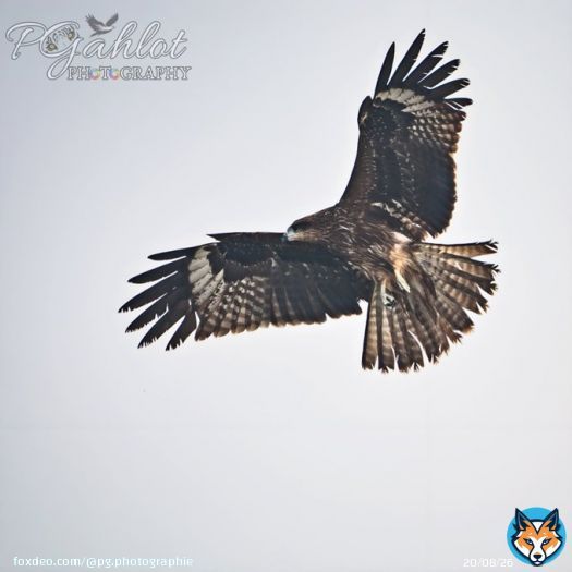 Black kite fishing & drying  #IndiAves #birdphotography #birding #BirdsSeenIn2023 #BBCWildlifePOTD #birdwatching  #BirdsPhotography #ThePhotoHour #NaturePhotography #natgeowild #wildlifephotography #TwitterNatureCommunity #birds #ThePhotoMode #BirdsOfTwitter #nikonphotography