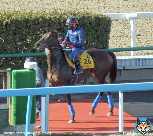 21年目黒記念勝ちの #ウインキートス はこれがラストラン見込み。当初は中山金杯で引退、繁殖入りのプランもあったが、引退戦をスライドして #ダイヤモンドS に挑戦。「おそらくこれが最後。いい走りをしてほしい」と宗像師。重賞勝ちもある東京の舞台で有終の美となるか。