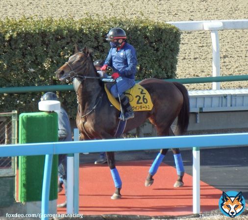21年目黒記念勝ちの #ウインキートス はこれがラストラン見込み。当初は中山金杯で引退、繁殖入りのプランもあったが、引退戦をスライドして #ダイヤモンドS に挑戦。「おそらくこれが最後。いい走りをしてほしい」と宗像師。重賞勝ちもある東京の舞台で有終の美となるか。