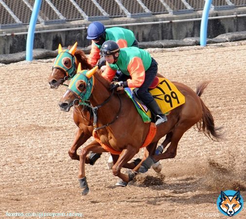 ホープフルSでは自分の形に持ち込めず、11着大敗の #グリューネグリーン だが「着順ほどは負けていない」と相沢師に悲観の色はない。評価急落の様相も「バカにすんなよ、という気持ち。能力はあるので結果はついてくると思う」と師。手応え十分の最終追いからデキも上々。#弥生賞 での巻き返しを誓う。