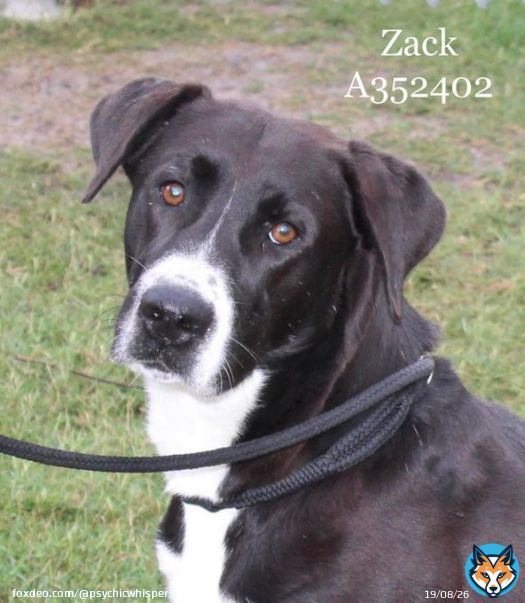 ZACKLast Few Hours In The Company Of The #CorpusChristiTX This Lab Of 2 Yrs Loves Giving& Snuggles  Jumps Over High Fences Virtually Sitting Running & Playing Boundless Energy Gorgeous Boy Does He Deserve To Die Plz #Pledge To Save  #A352402 4/14INFO