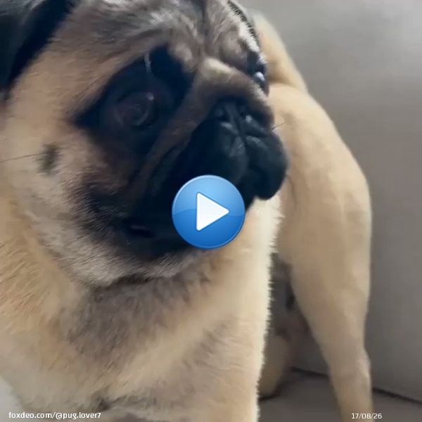 How Cuter her outlook  . . #pug #pugs #pugdog #puglovers #puglife