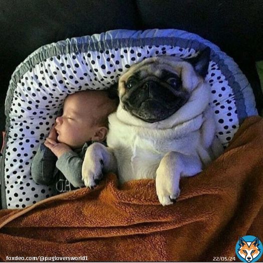 Have you seen anything cuter than this... #pug #pugs  #puglife #RHOP #Silva #nationalreadabookday