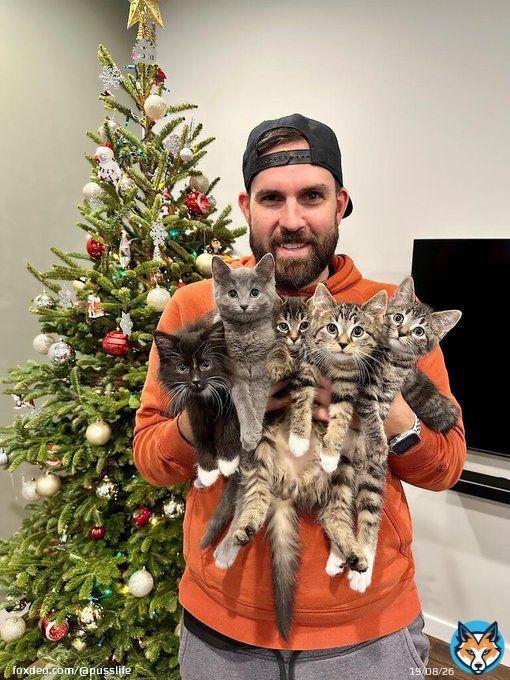 'Happy Holidays from our foster kittens!' #cats #kitten #CatsOfTwitter #happy