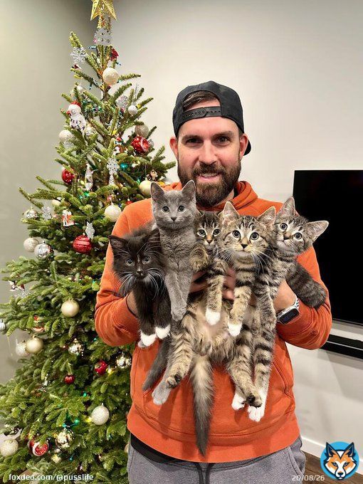 'Happy Holidays from our foster kittens!' #cats #kitten #CatsOfTwitter #happy