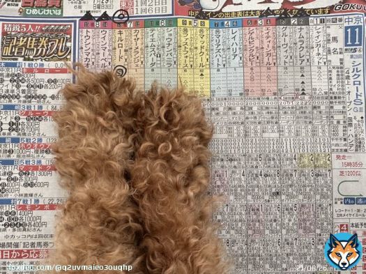 #根岸S、 #シルクロードS 【シルクロードS】 　\u25c9キルロード 　\u25b<br>202. <br>03. <br>04. <br>08. <br>14. 15 　単複\u25c9 　3連複1頭流し\u25c9&rarr;\u25b2  【根岸S】 　\u25c9レモンポップ 　\u25b<br>203. <br>05. <br>06. 14 　単勝\u25c9 　3連単軸1頭流し\u25c9&rarr;\u25b2  ドッグラック