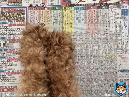 #根岸S、 #シルクロードS 【シルクロードS】 　\u25c9キルロード 　\u25b<br>202. <br>03. <br>04. <br>08. <br>14. 15 　単複\u25c9 　3連複1頭流し\u25c9&rarr;\u25b2  【根岸S】 　\u25c9レモンポップ 　\u25b<br>203. <br>05. <br>06. 14 　単勝\u25c9 　3連単軸1頭流し\u25c9&rarr;\u25b2  ドッグラック