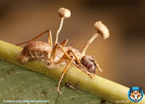 Hoy en el d&iacute;a del Bi&oacute;logo en M&eacute;xico, quiero comentar que existe un hongo llamado &ldquo;Ophiocordyceps unilateralis&rdquo;, el cual convierte en &ldquo;zombi&rdquo; a las hormigas. Este hongo crece internamente de la hormiga paraposteriormente salir de la hormiga con un tallo capaz de arrojar esporas
