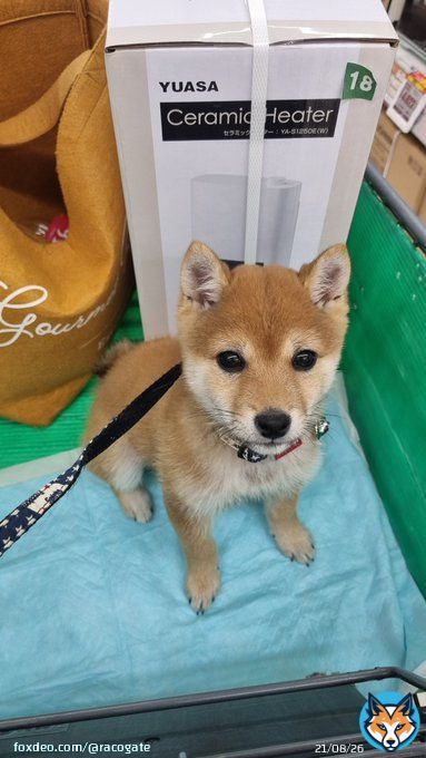 迷子犬 豆柴４ヶ月  名前 むぎ メス犬 紺色と白色の星柄の首輪 21時30分頃、鶴見中央５丁目のマンション玄関ドアを開けた時に出てしまいました。見つけ方どうかご連絡ください。 #拡散希望 #迷子犬 #鶴見駅 #横浜市 #鶴見中央 08051403497Show more