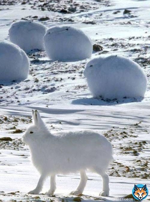 The Arctic hare can run up to 60 kilometres per hour, but it's when it's sitting that we like it more   [read more: