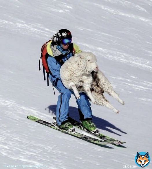 Ski pro saves a sheep stuck on the top of a New Zealand mountain by Dan Power