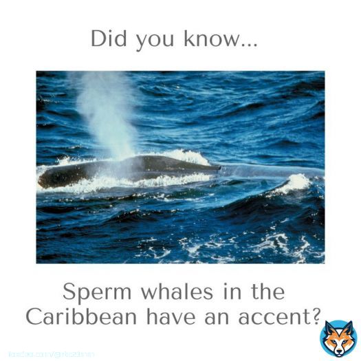Did you know?   Sperm whales in the Caribbean have an accent?  #whales     #spermwhales     #caribbean     #whalesounds     #whalenoise #Investment #HomeSweetHome #HouseHunting #TopRealtor #FirstTimeHomeBuyer #HUDHomes #RealEstateTips #DreamHome #HomesForSale