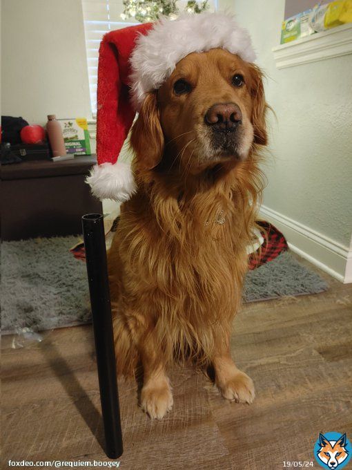 Morning frens! HAPPY FESTIVUS!! I've brought out my Festivus pole, its time for the festivities to begin!! #dogsoftwitter #Festivus #GoldenRetrievers
